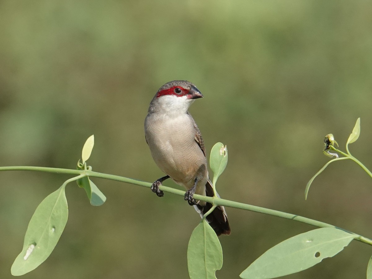 Arabian Waxbill - ML617723779