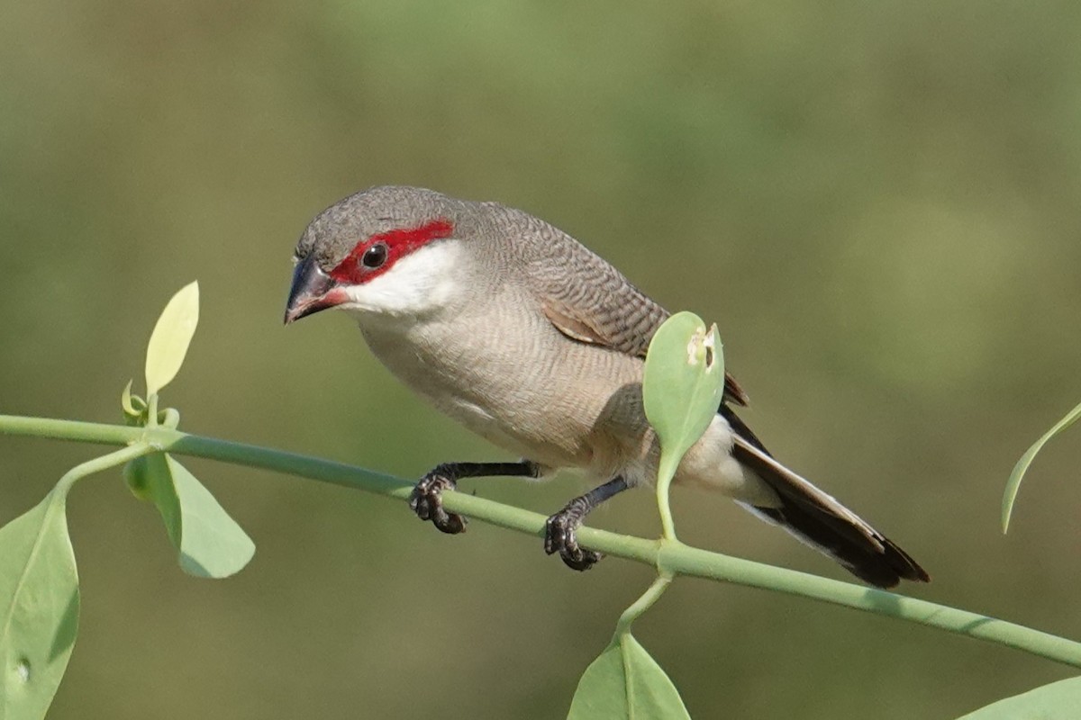 Arabian Waxbill - ML617723781