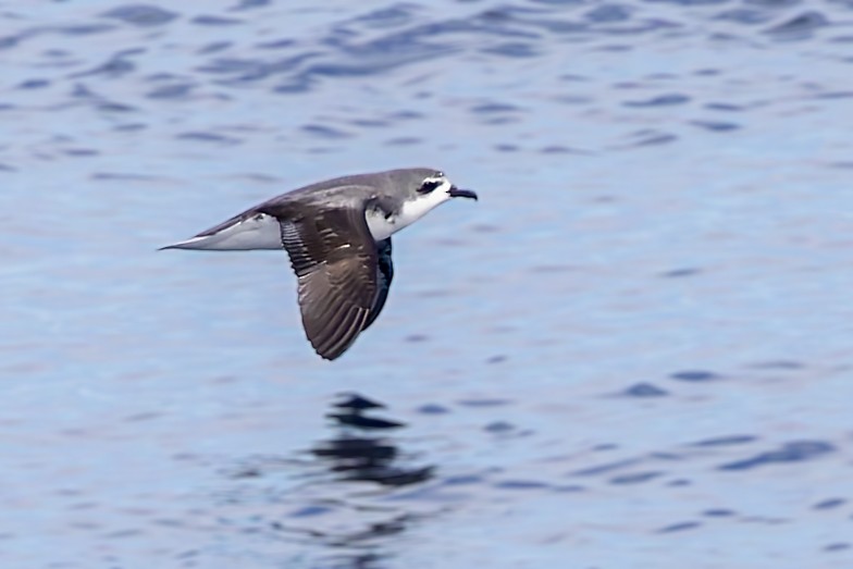 Cook's Petrel - ML617723804