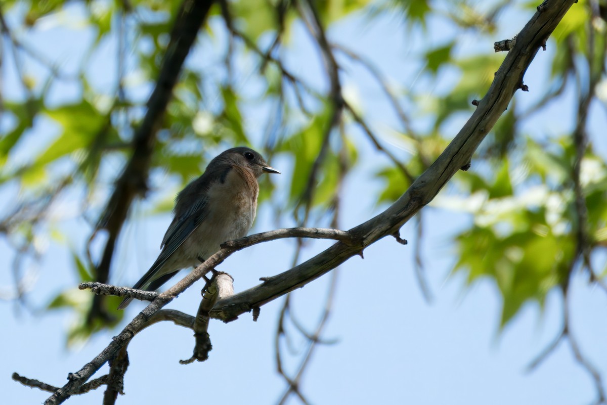 Western Bluebird - ML617723816