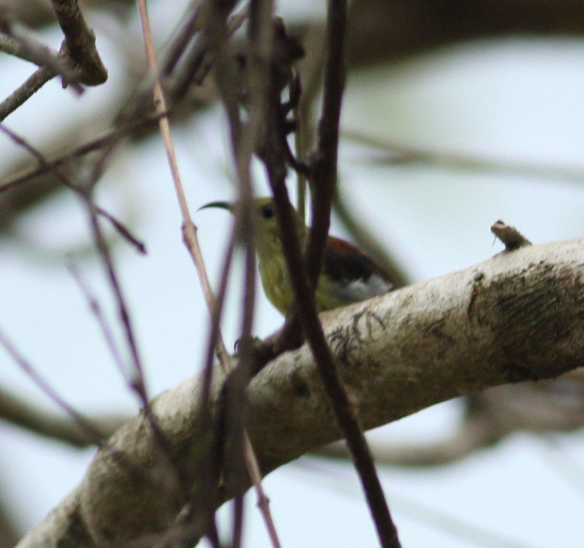 Crimson-backed Sunbird - Savio Fonseca (www.avocet-peregrine.com)