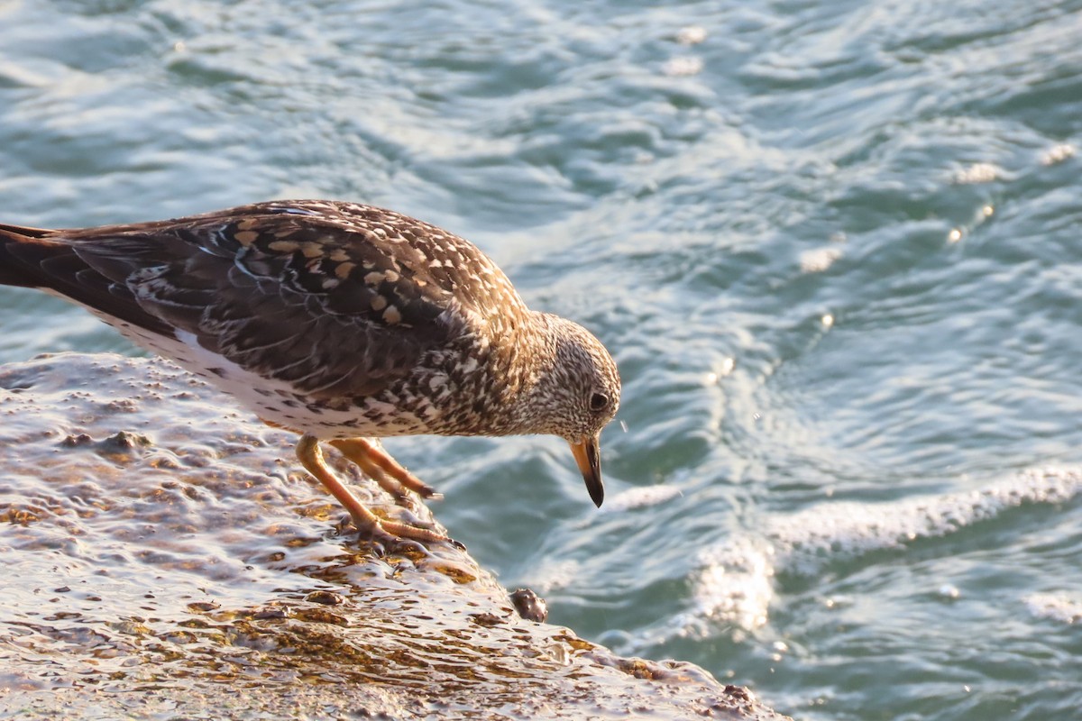 Surfbird - ML617723845