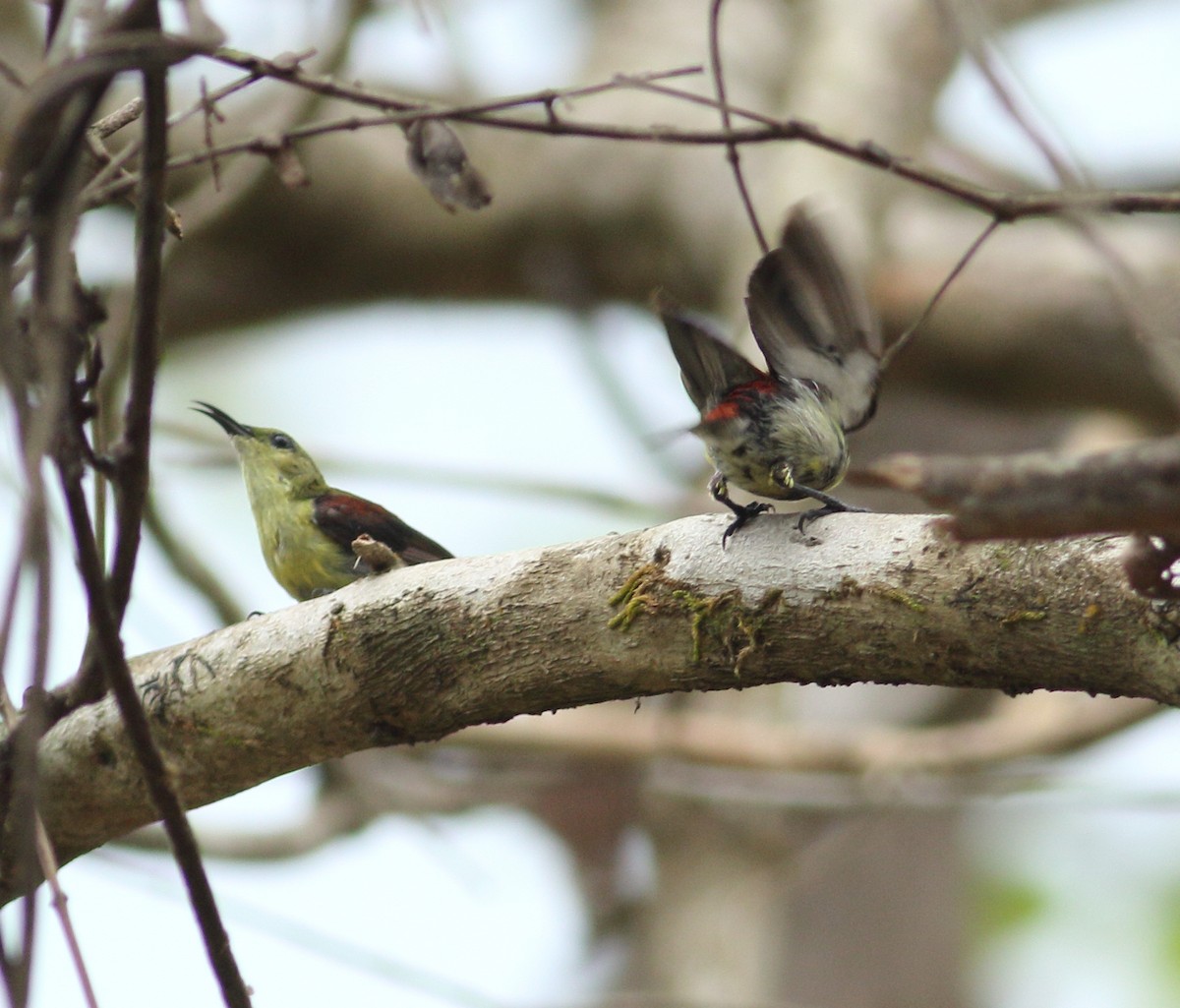 Crimson-backed Sunbird - ML617723849