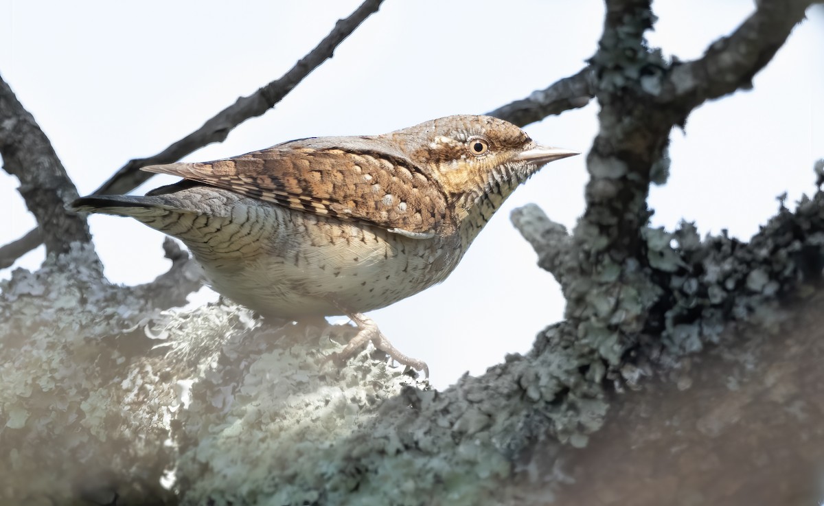 Eurasian Wryneck - ML617723886