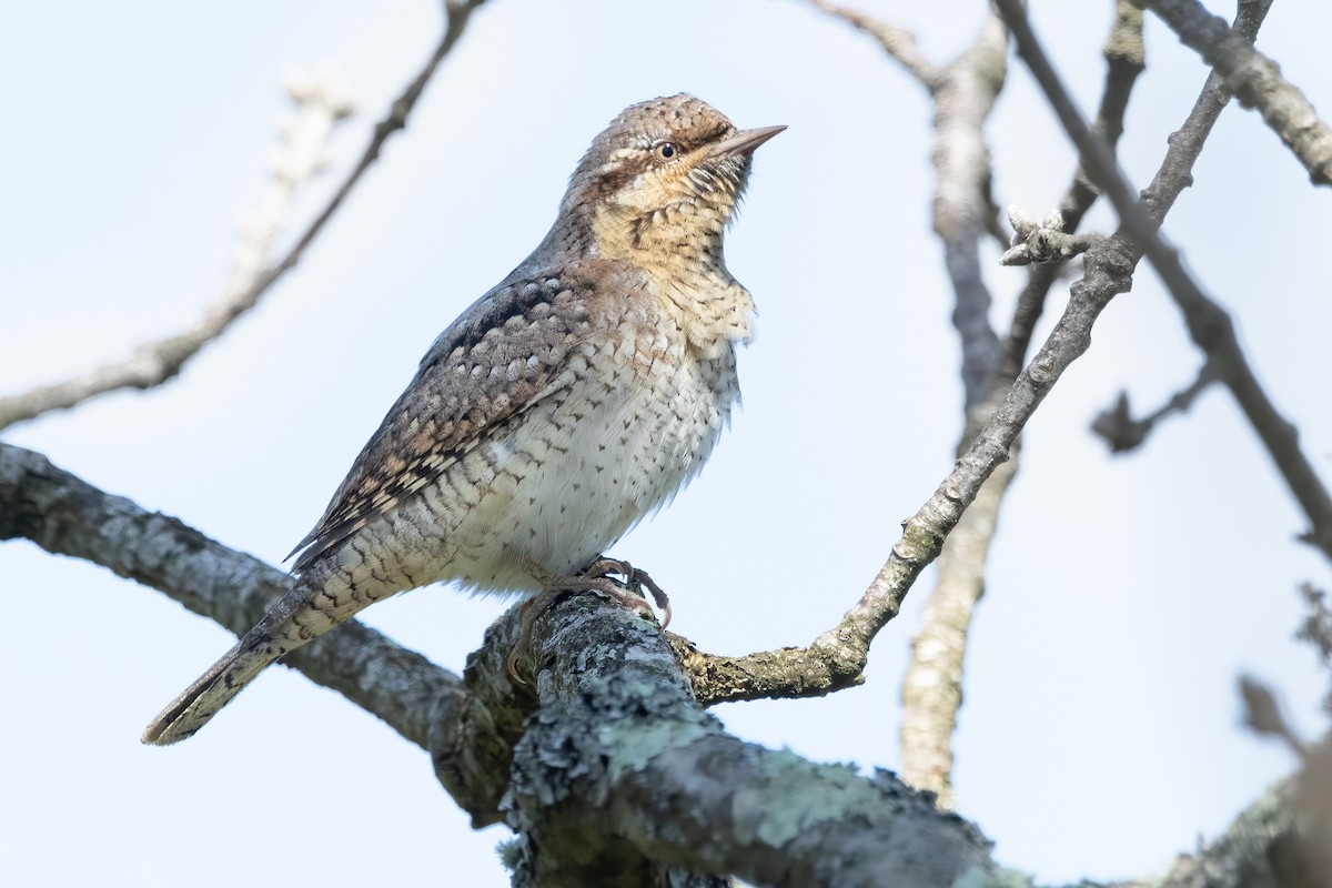 Eurasian Wryneck - ML617723888