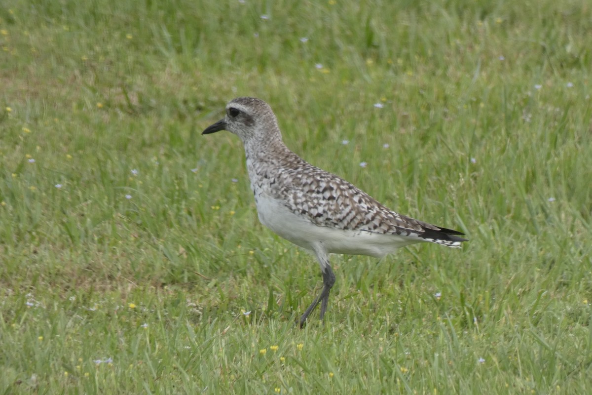 American Golden-Plover - ML617723908