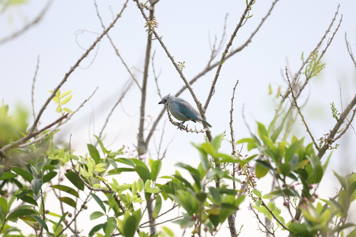 Blue-gray Tanager (Blue-gray) - L. Ernesto Perez Montes (The Mexican Violetear 🦉)