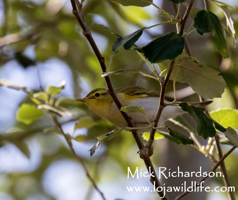 Wood Warbler - ML617723939