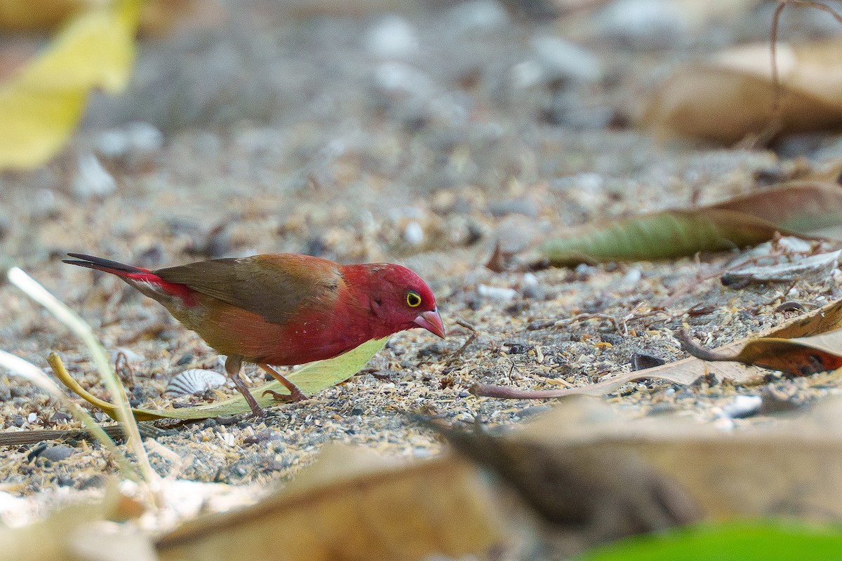 Red-billed Firefinch - Laurent Esselen