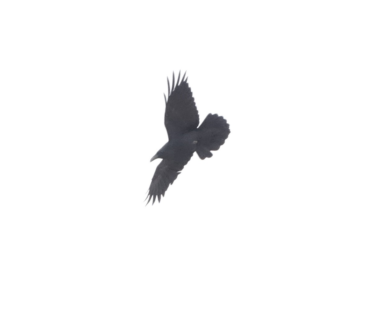 Common Raven - ML617723973