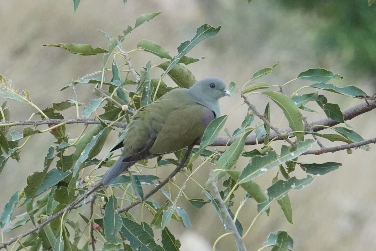 Bruce's Green-Pigeon - ML617723974