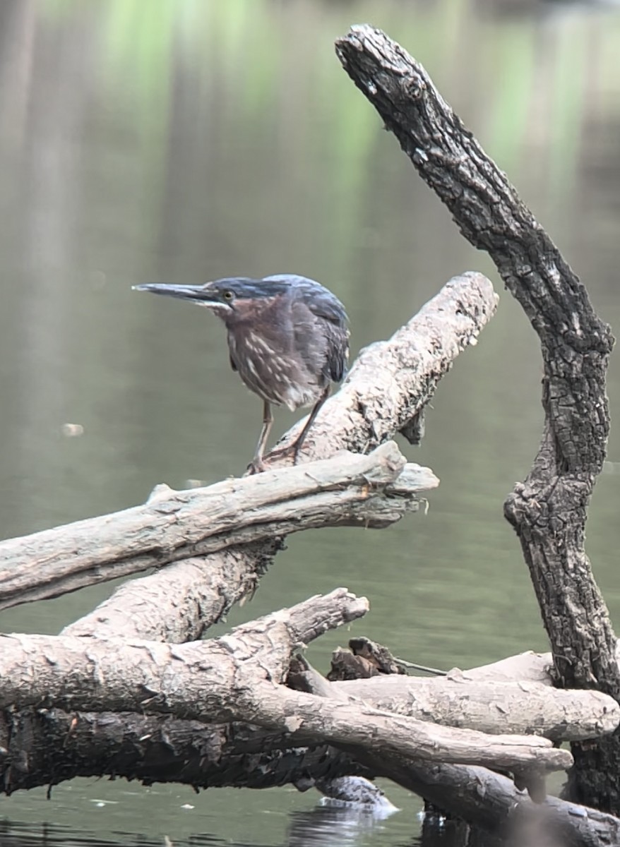 Green Heron - ML617723984