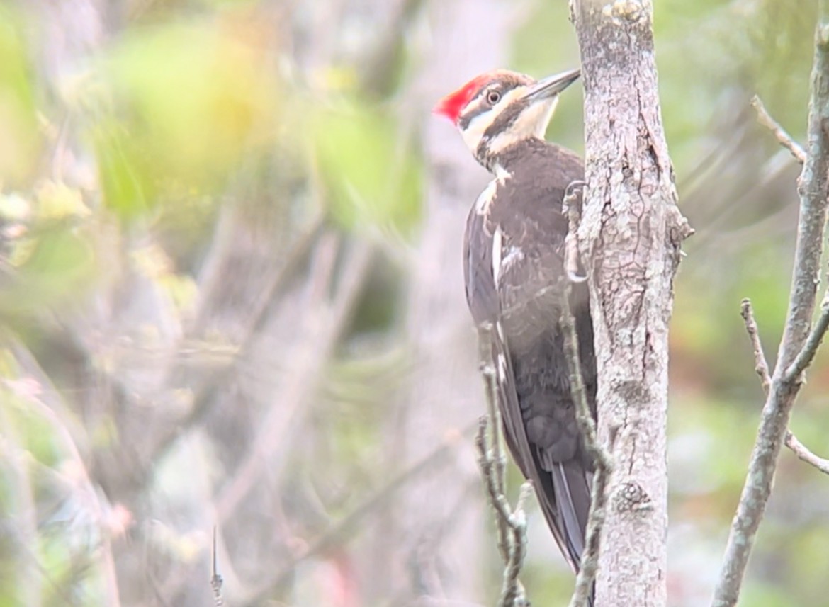 Pileated Woodpecker - ML617724000