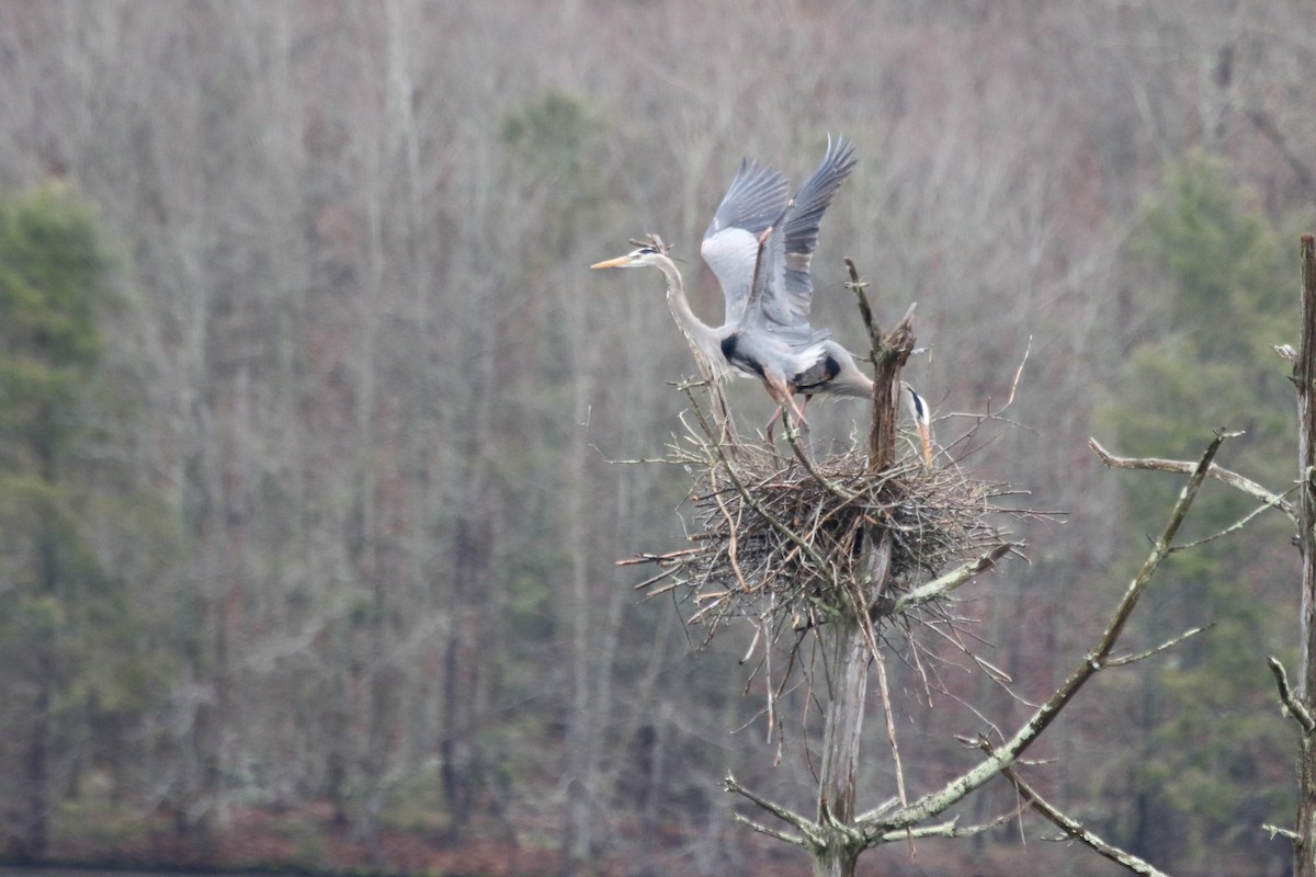 Great Blue Heron - ML617724006