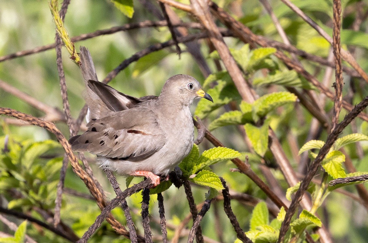 Croaking Ground Dove - Beatrix Pond