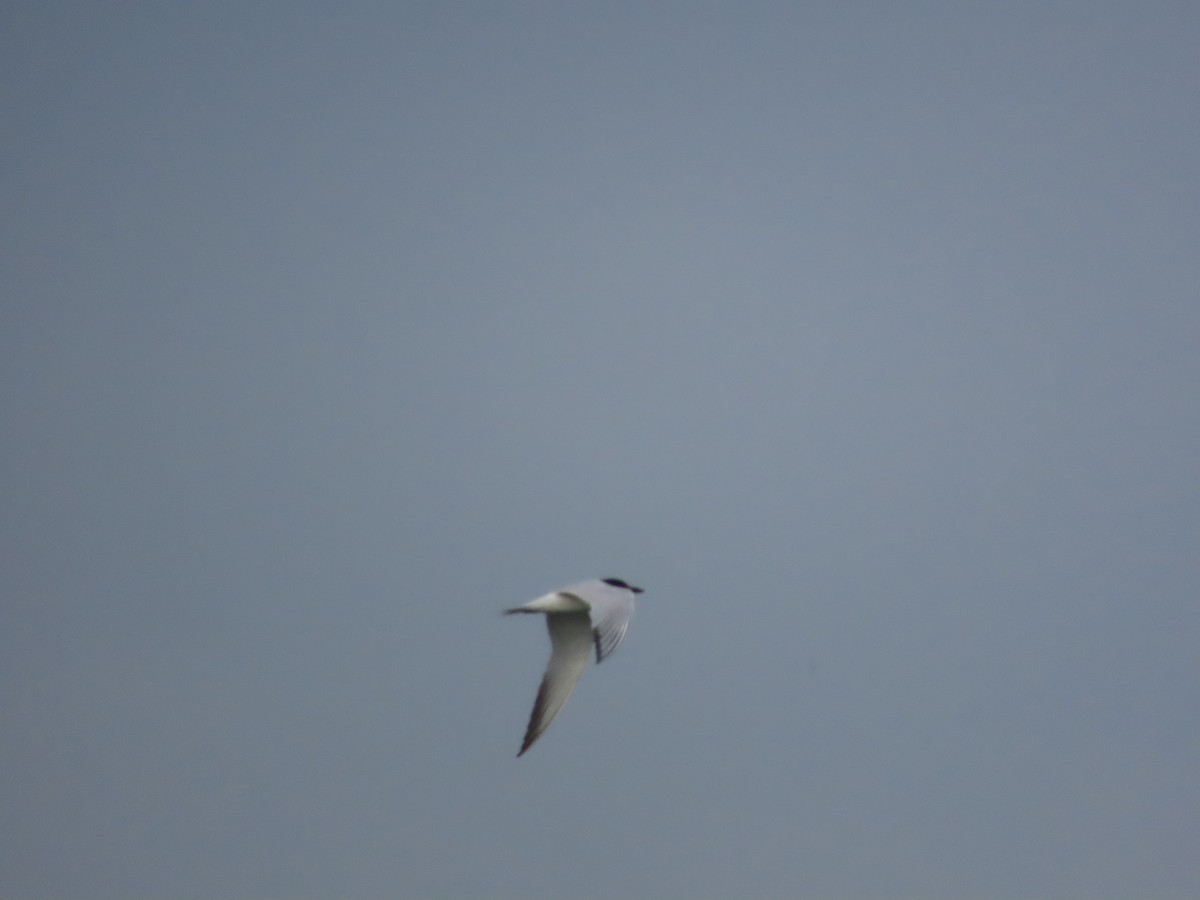 Gull-billed Tern - Juanjo Bote