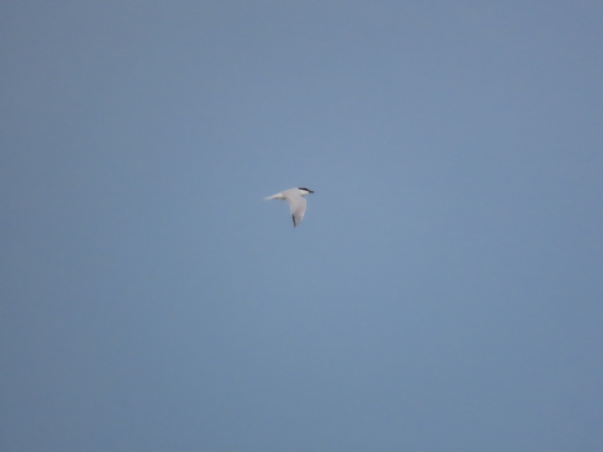 Gull-billed Tern - Juanjo Bote