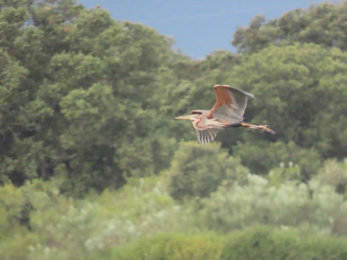 Purple Heron - Juanjo Bote