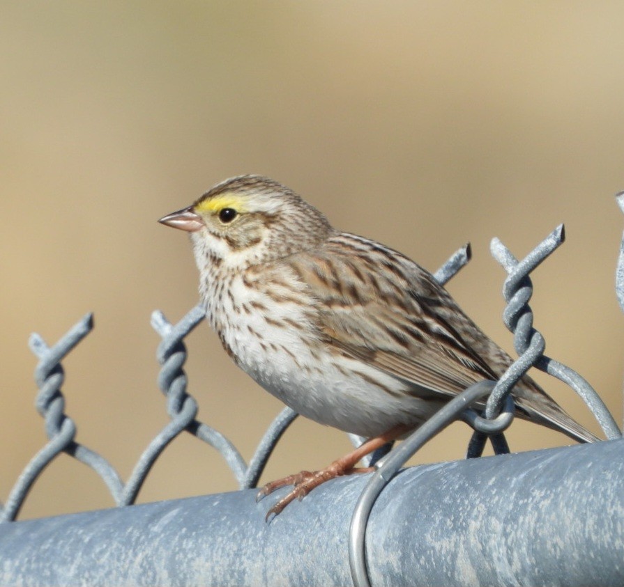 Savannah Sparrow - ML617724075