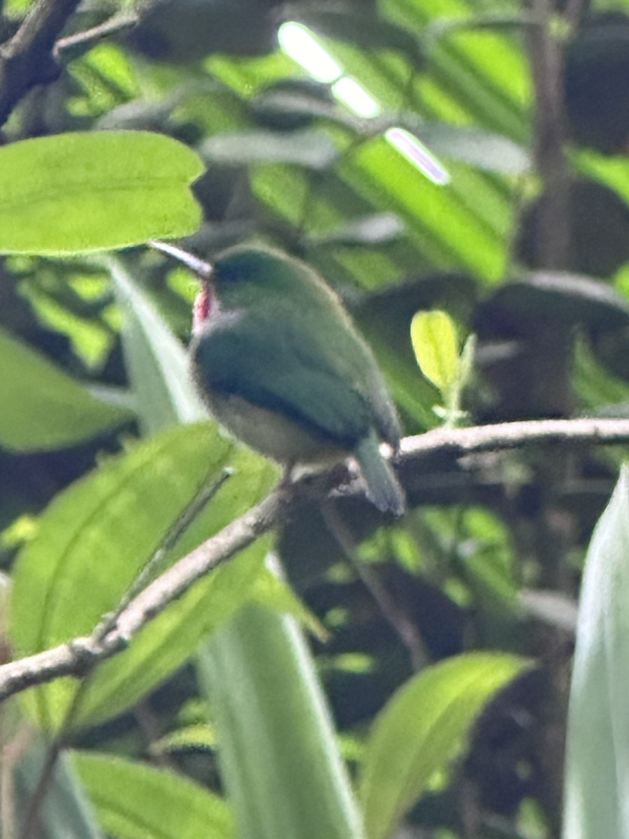 Puerto Rican Flycatcher - ML617724077