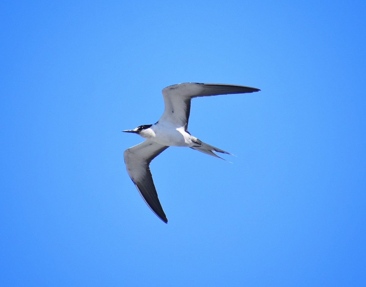 Sooty Tern - ML617724082