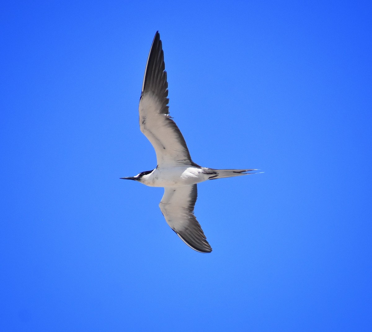 Sooty Tern - Philip Aguiar