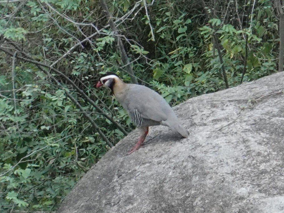 Arabian Partridge - ML617724086