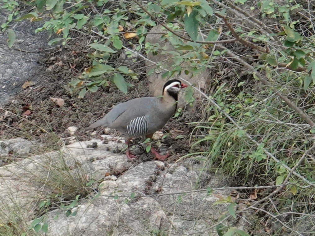 Arabian Partridge - Steve Kornfeld