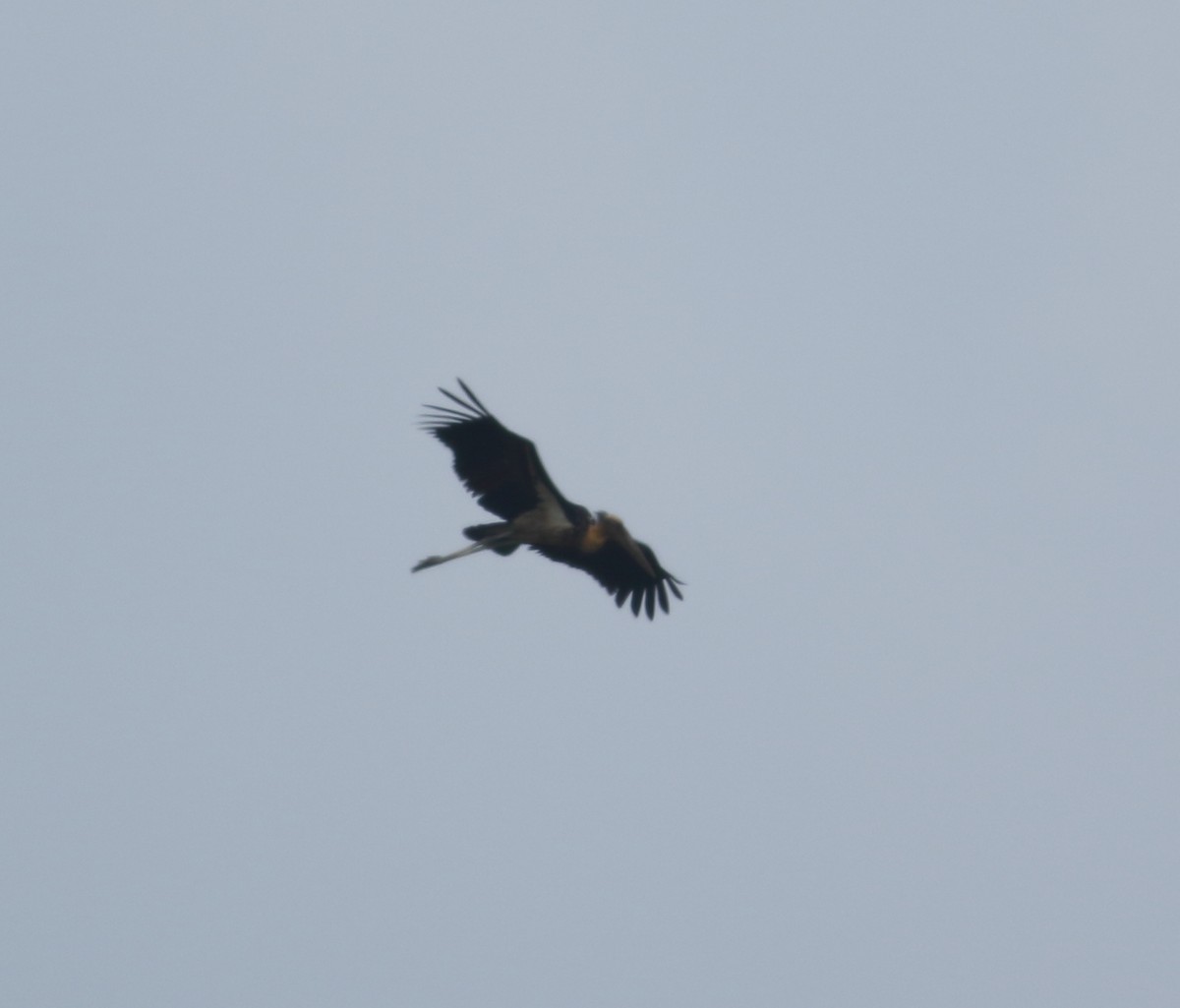 Lesser Adjutant - ML617724096