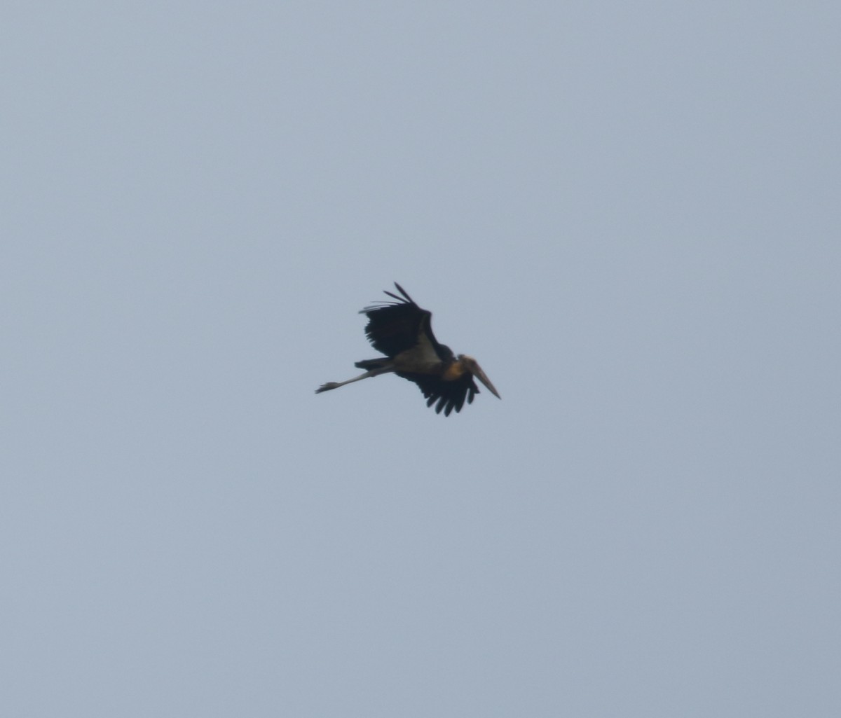 Lesser Adjutant - ML617724099