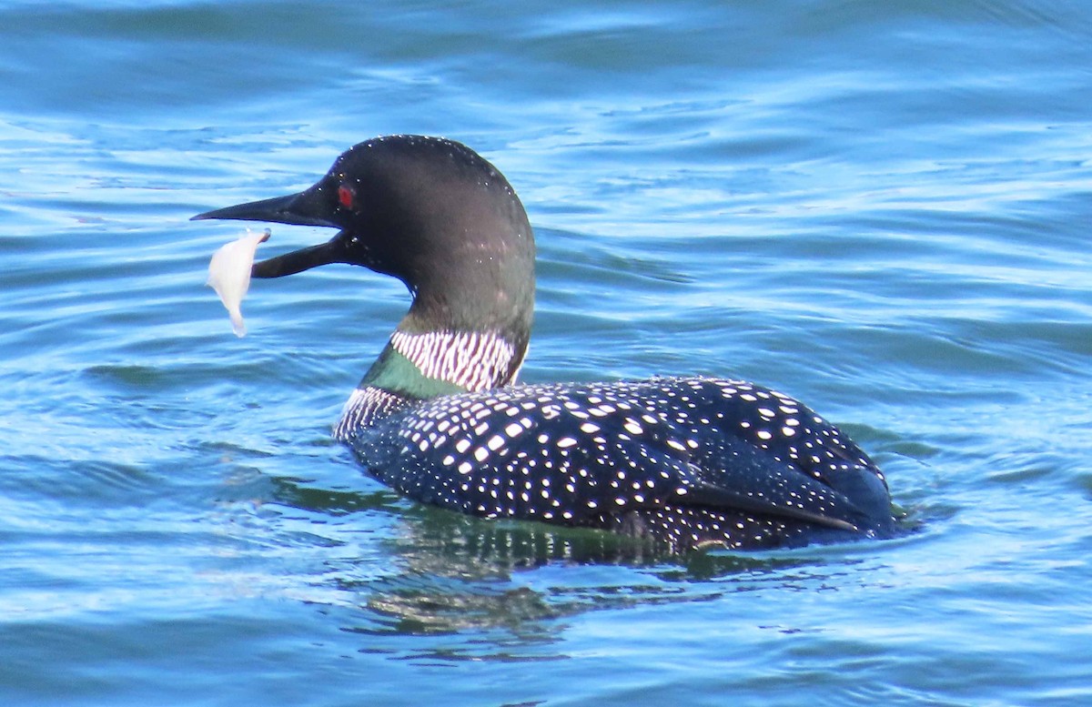 Common Loon - ML617724100