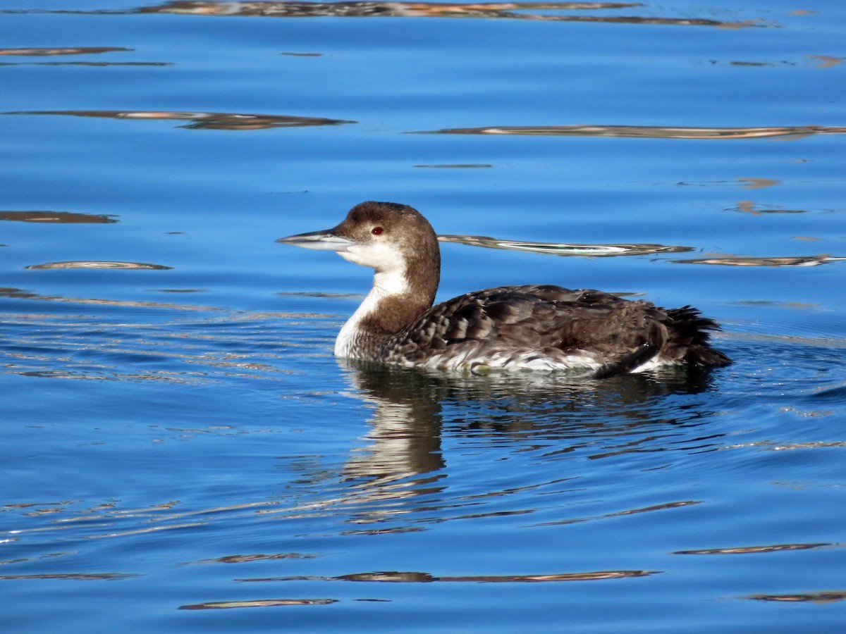 Plongeon huard - ML617724101