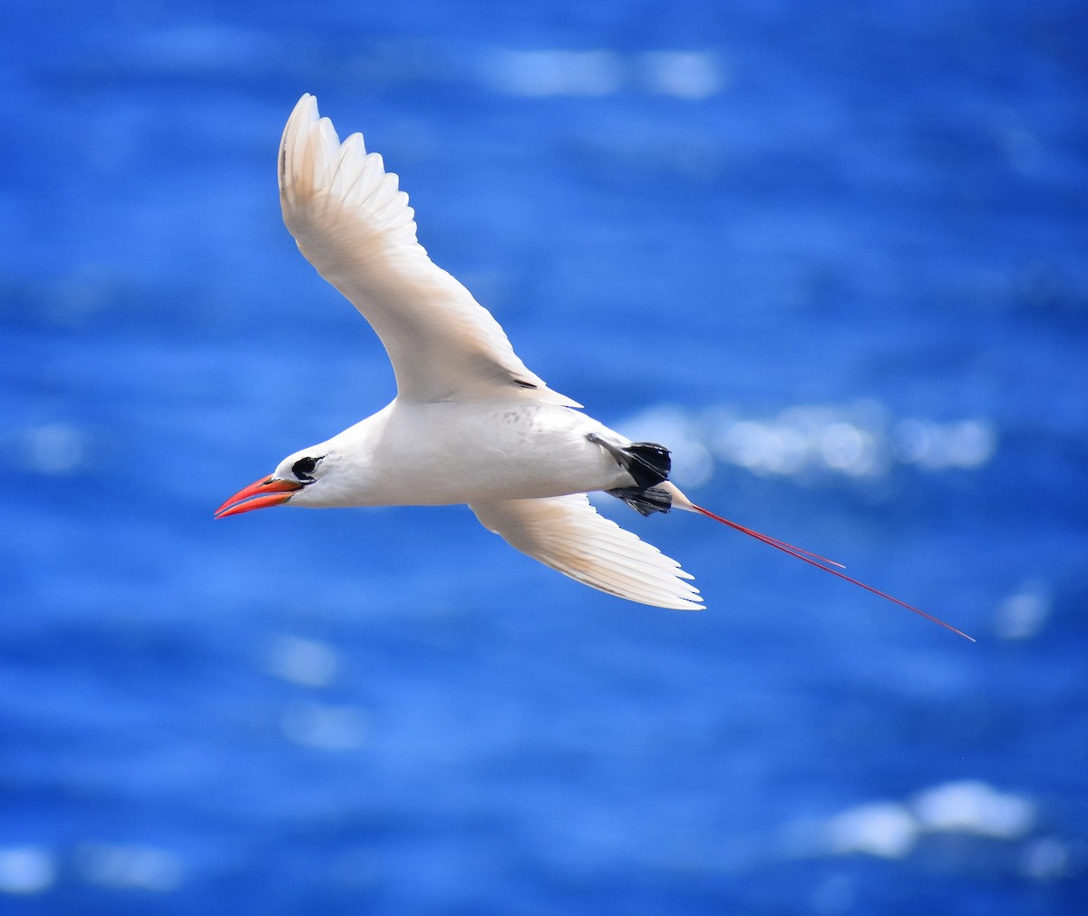 Red-tailed Tropicbird - Philip Aguiar