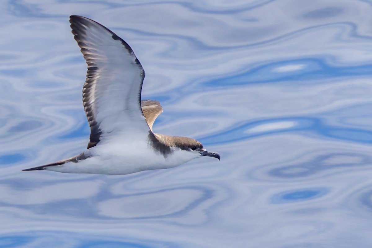 Buller's Shearwater - ML617724130