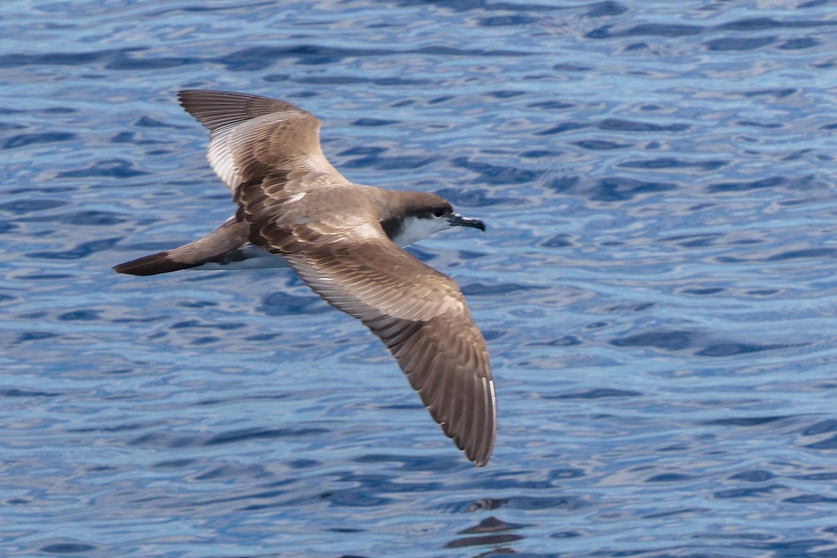 Buller's Shearwater - ML617724131