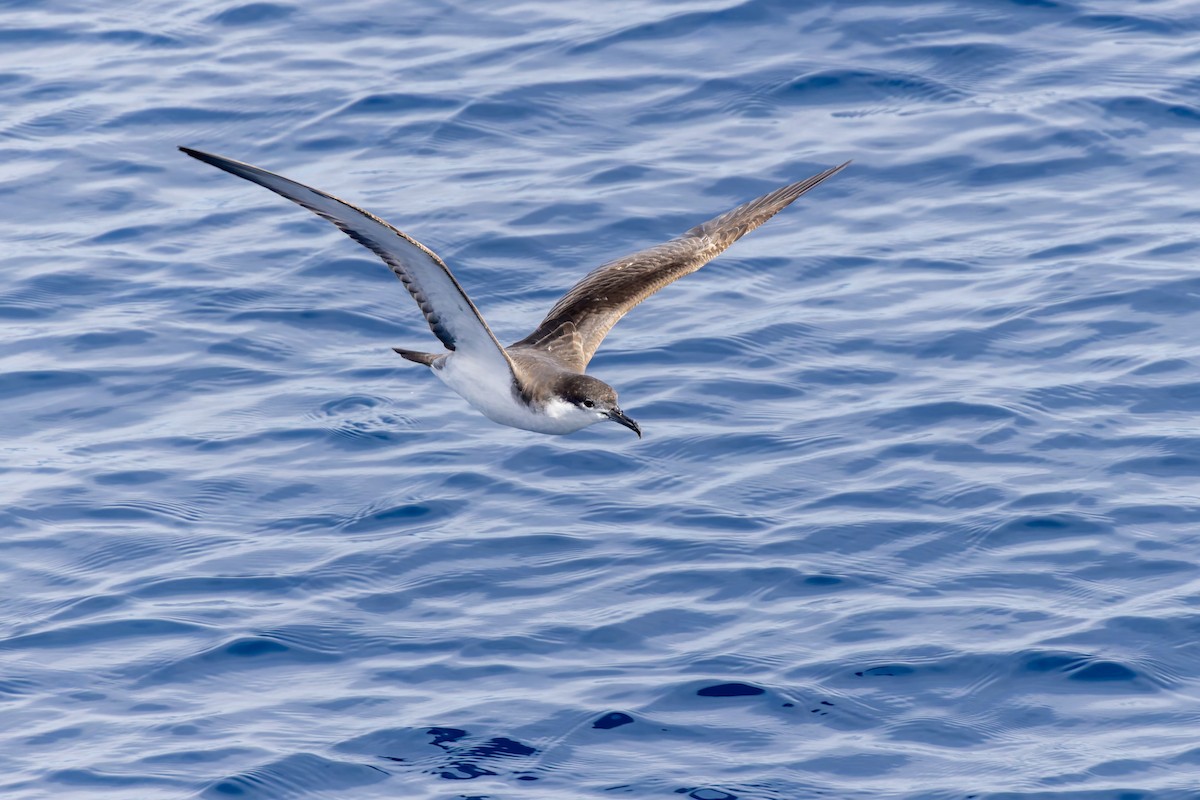 Buller's Shearwater - ML617724136