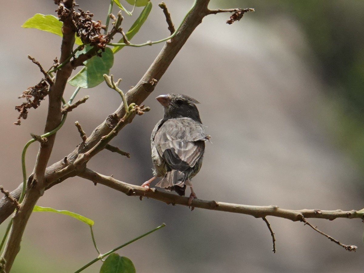 Olive-rumped Serin - ML617724138