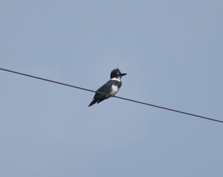 Belted Kingfisher - M. Rogers