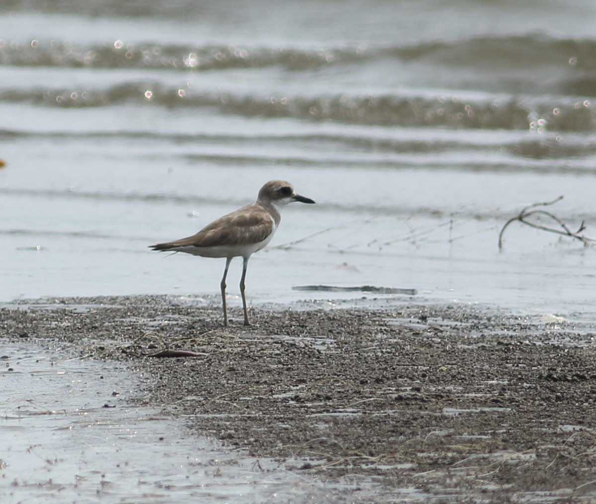 Greater Sand-Plover - ML617724169