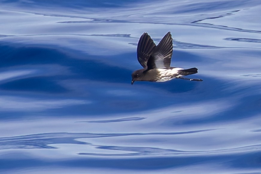 New Zealand Storm-Petrel - ML617724174