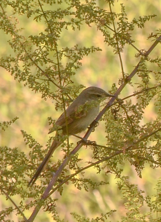 Sharp-billed Canastero - ML617724204