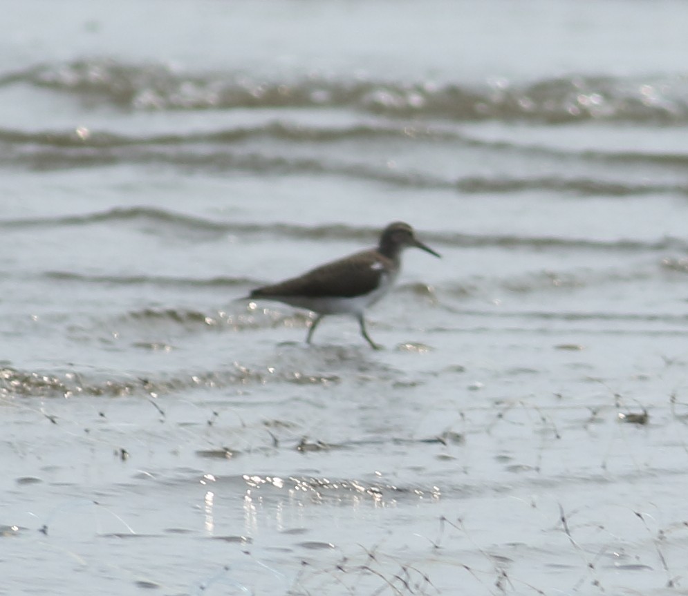 Common Sandpiper - ML617724207