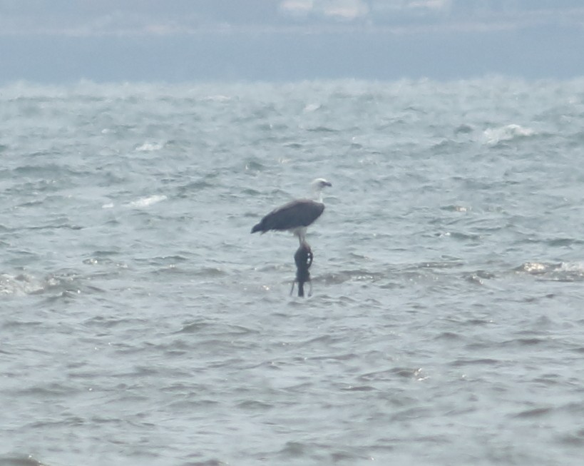 White-bellied Sea-Eagle - ML617724216