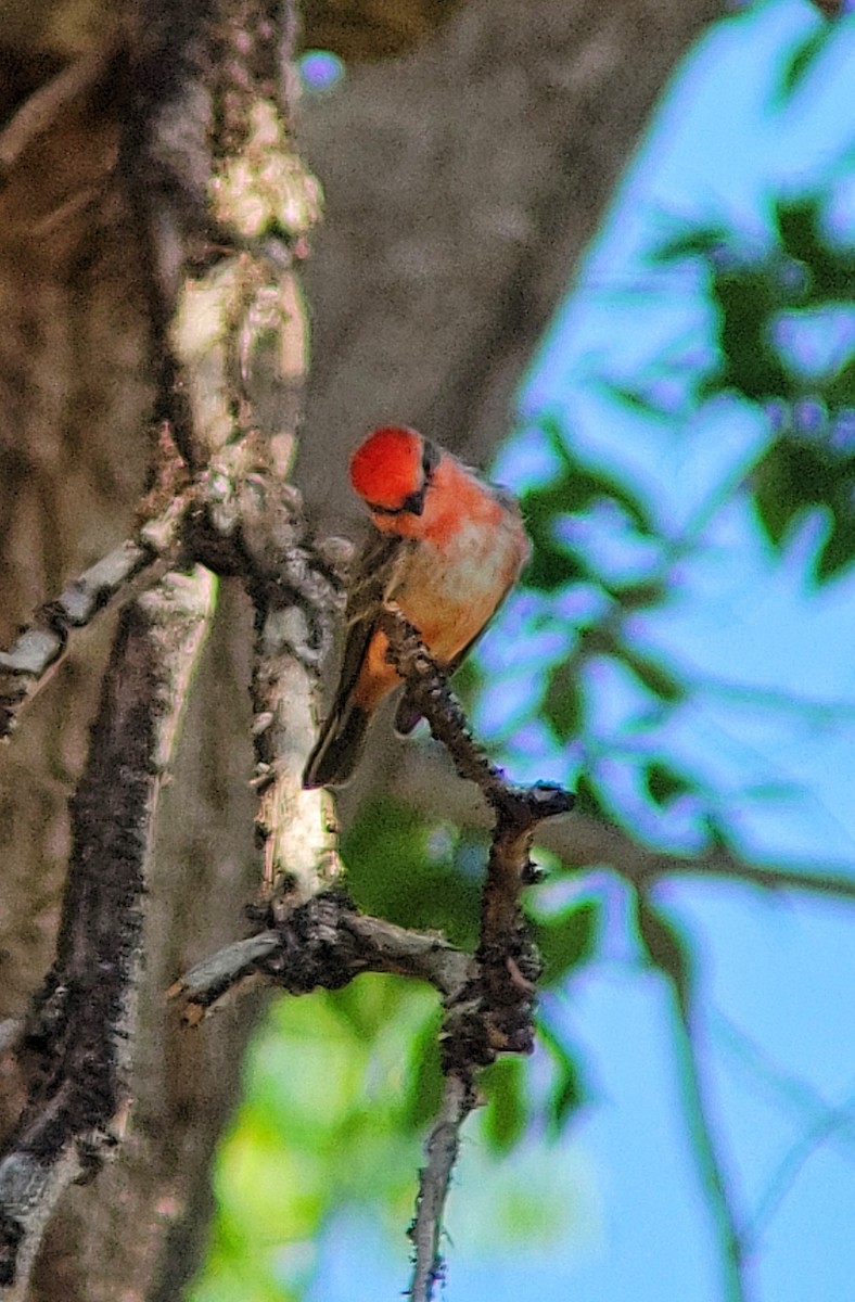 Vermilion Flycatcher - ML617724220