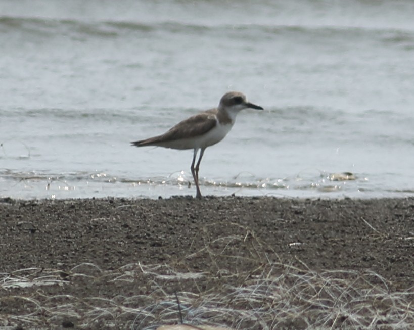 Greater Sand-Plover - ML617724225