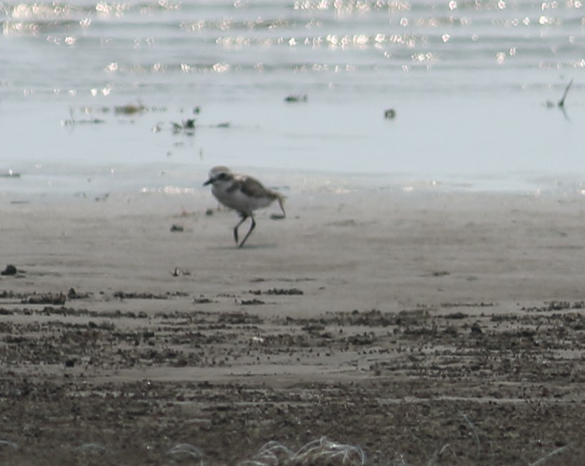 Tibetan Sand-Plover - ML617724237