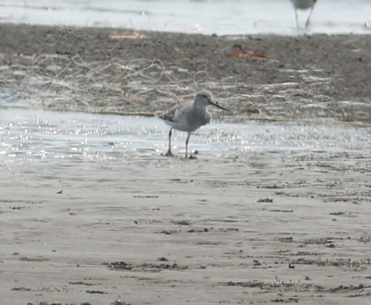 Terek Sandpiper - ML617724242