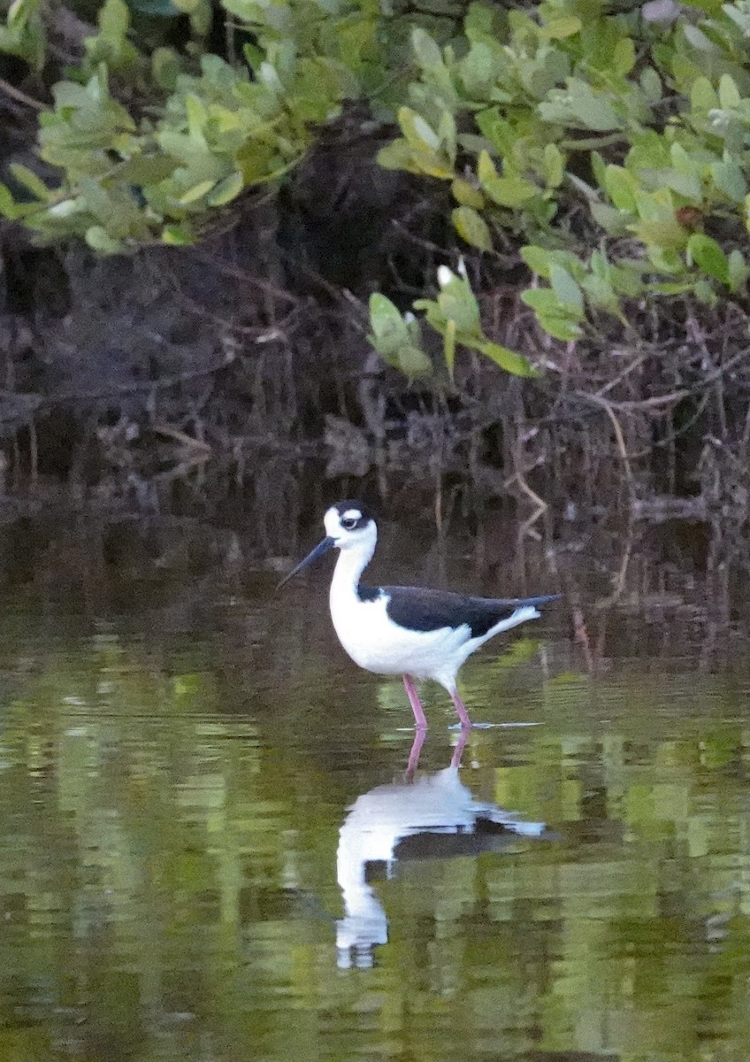 Black-necked Stilt - ML617724250