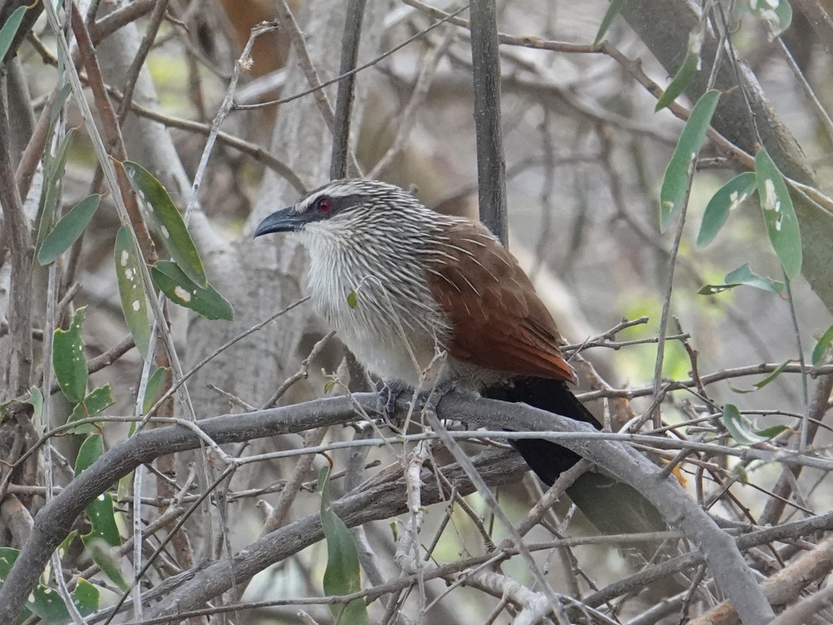 White-browed Coucal (White-browed) - Steve Kornfeld