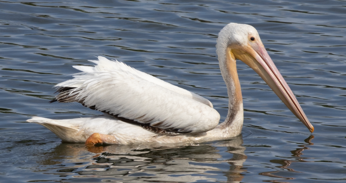 American White Pelican - ML617724268